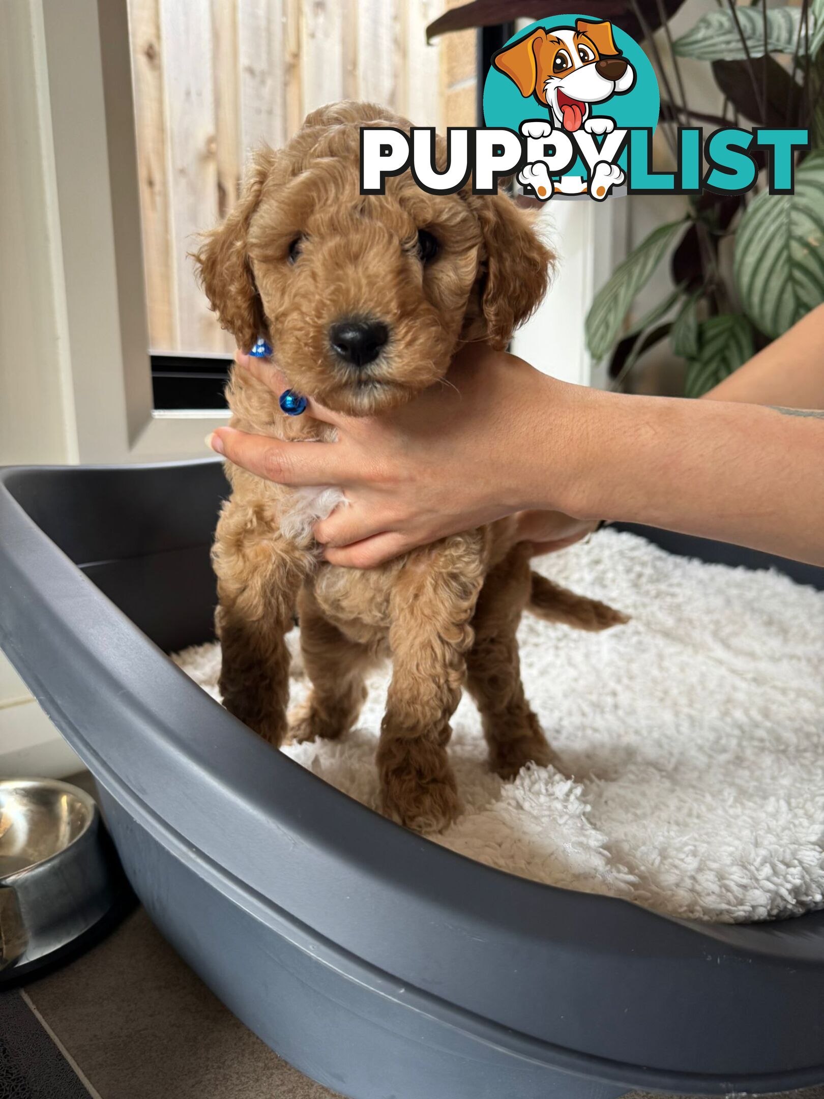 Golden doodle ready to find forever new home