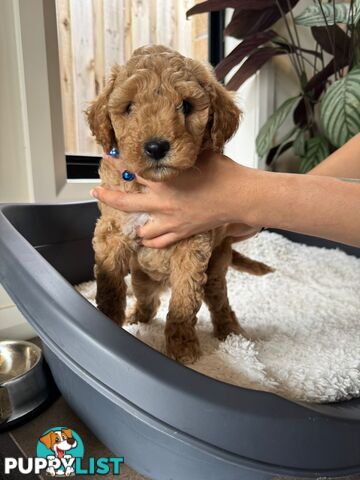 Golden doodle ready to find forever new home