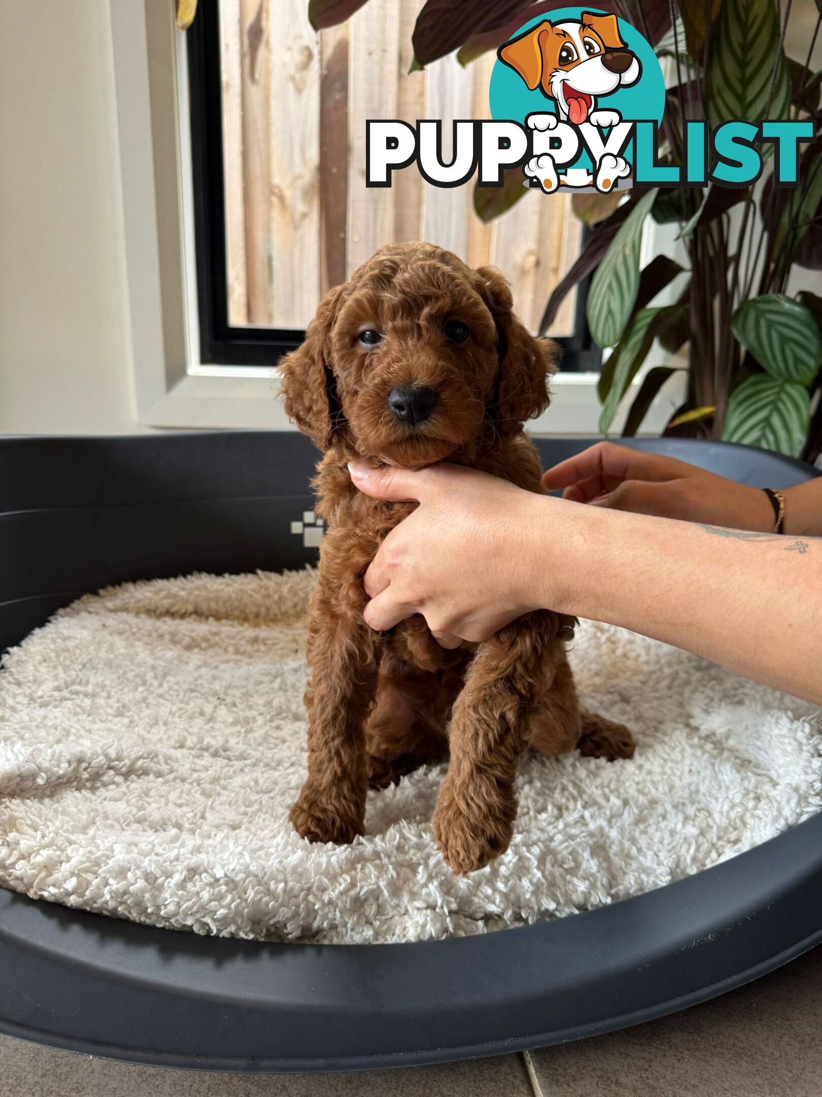 Golden doodle ready to find forever new home