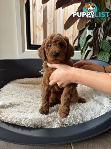 Golden doodle ready to find forever new home