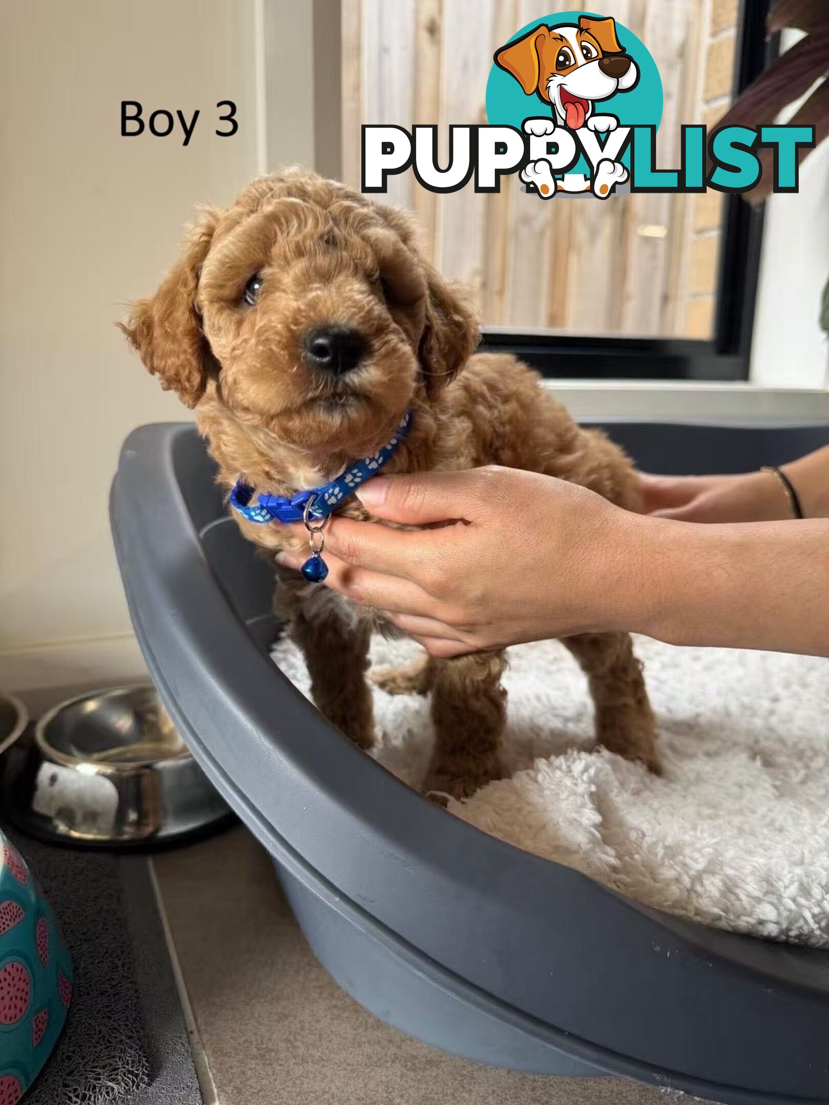 Golden doodle ready to find forever new home