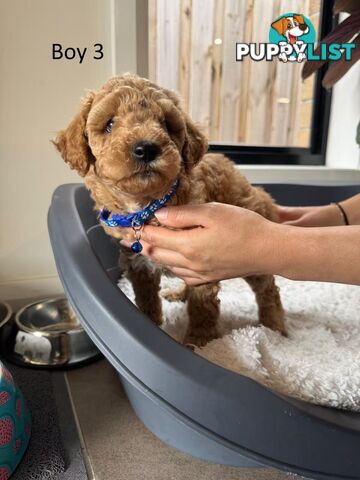 Golden doodle ready to find forever new home
