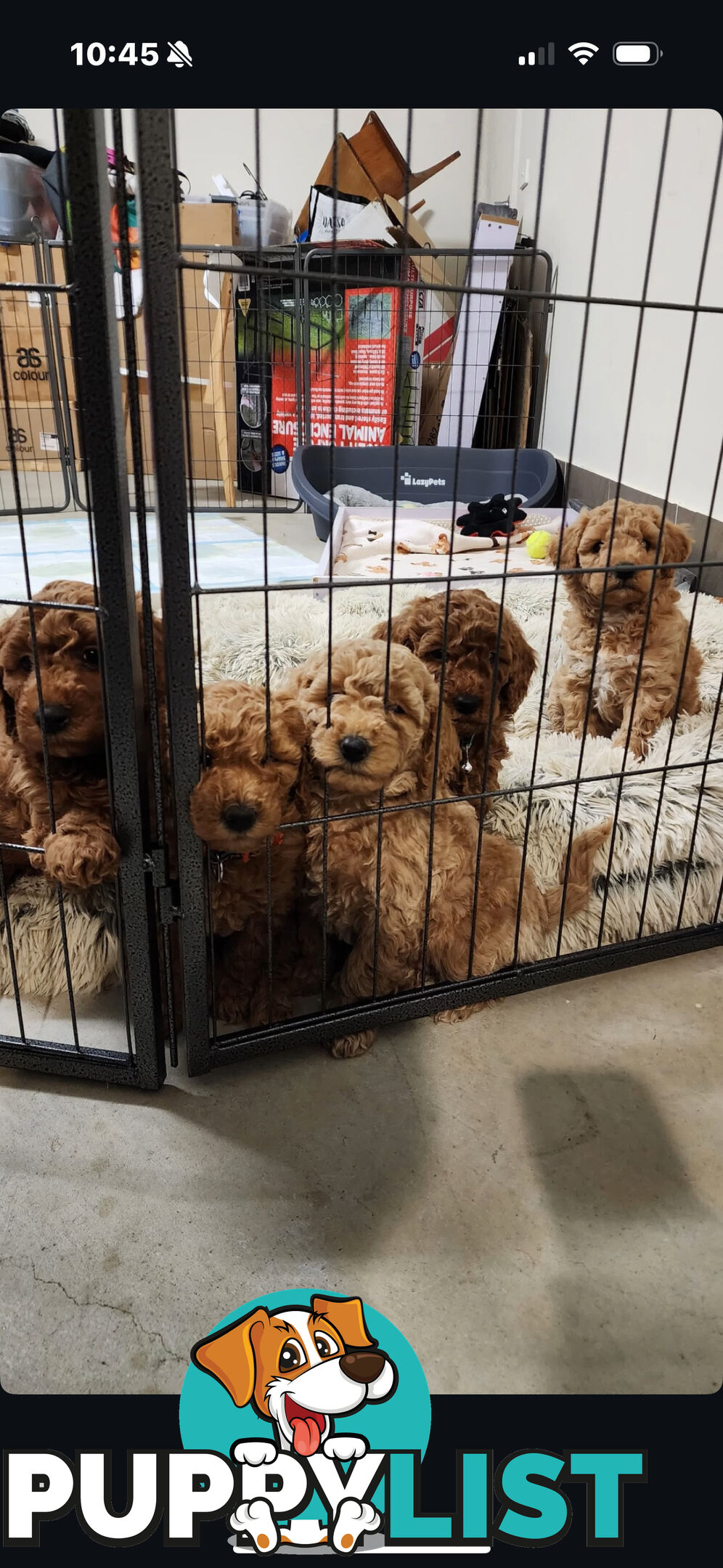 Golden doodle ready to find forever new home