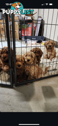 Golden doodle ready to find forever new home