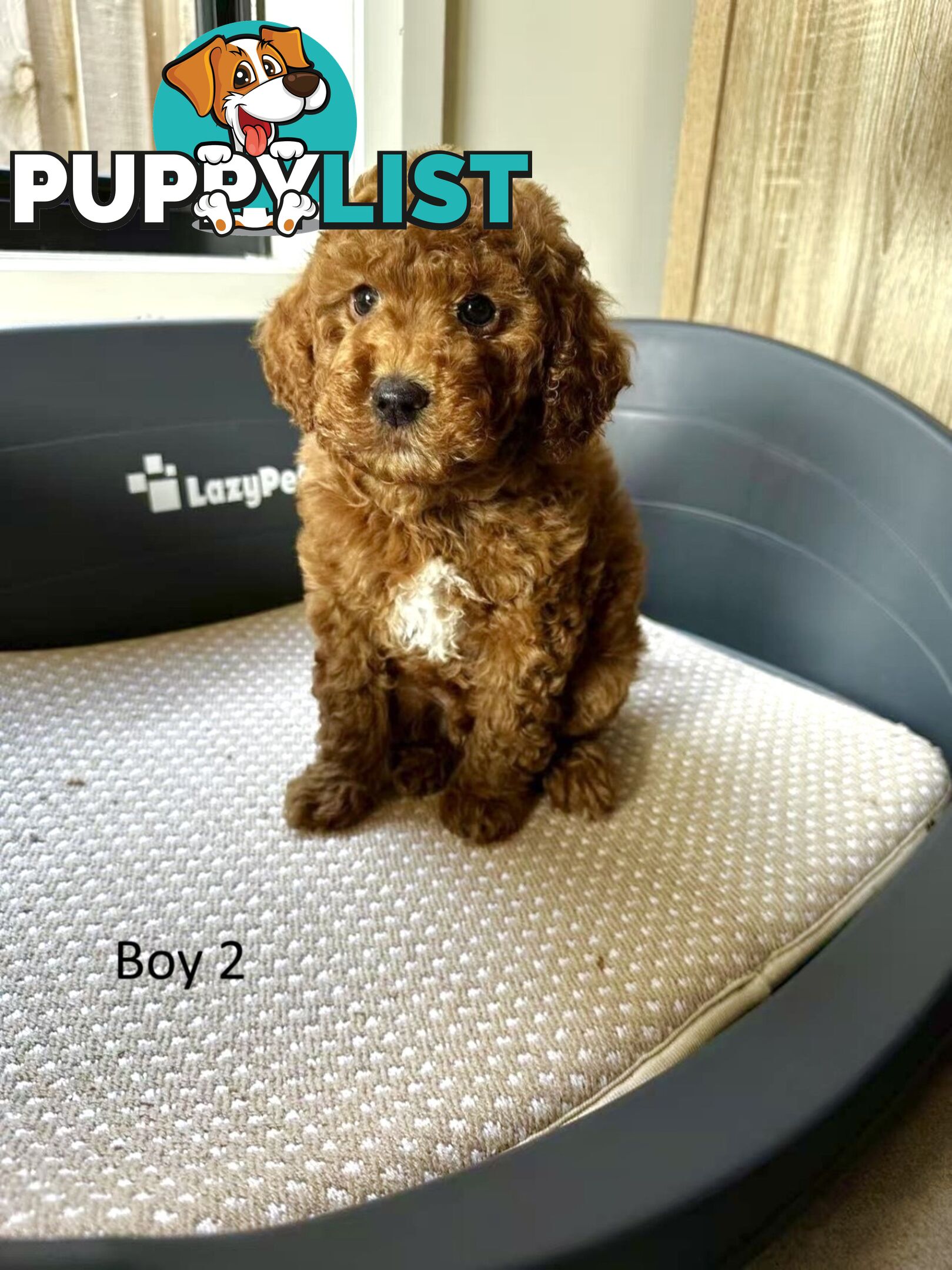 Golden doodle ready to find forever new home