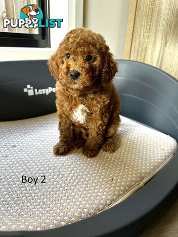 Golden doodle ready to find forever new home