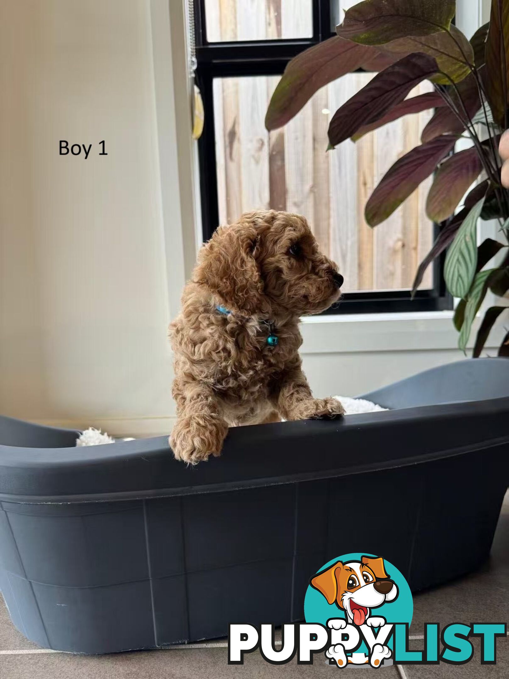 Golden doodle ready to find forever new home