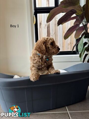 Golden doodle ready to find forever new home