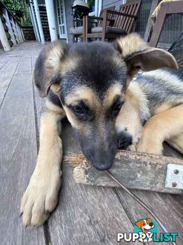 German Shepherd puppies pure bred