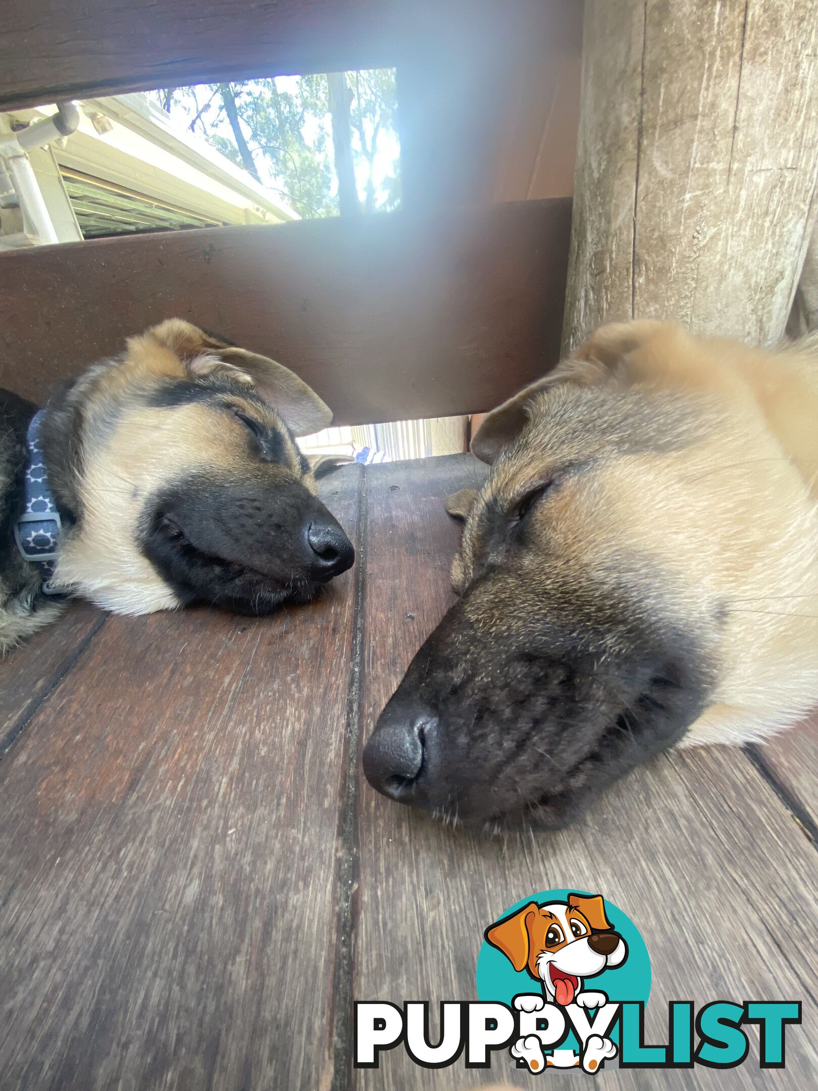 German Shepherd puppies pure bred