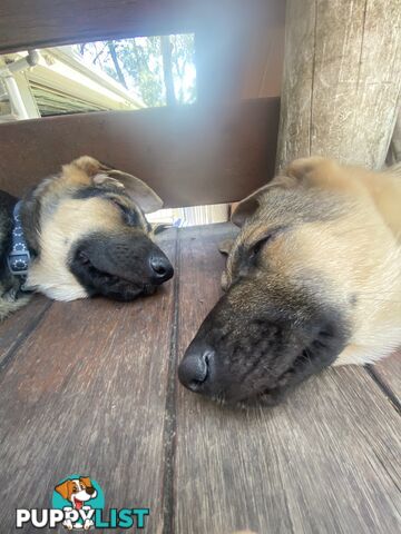 German Shepherd puppies pure bred