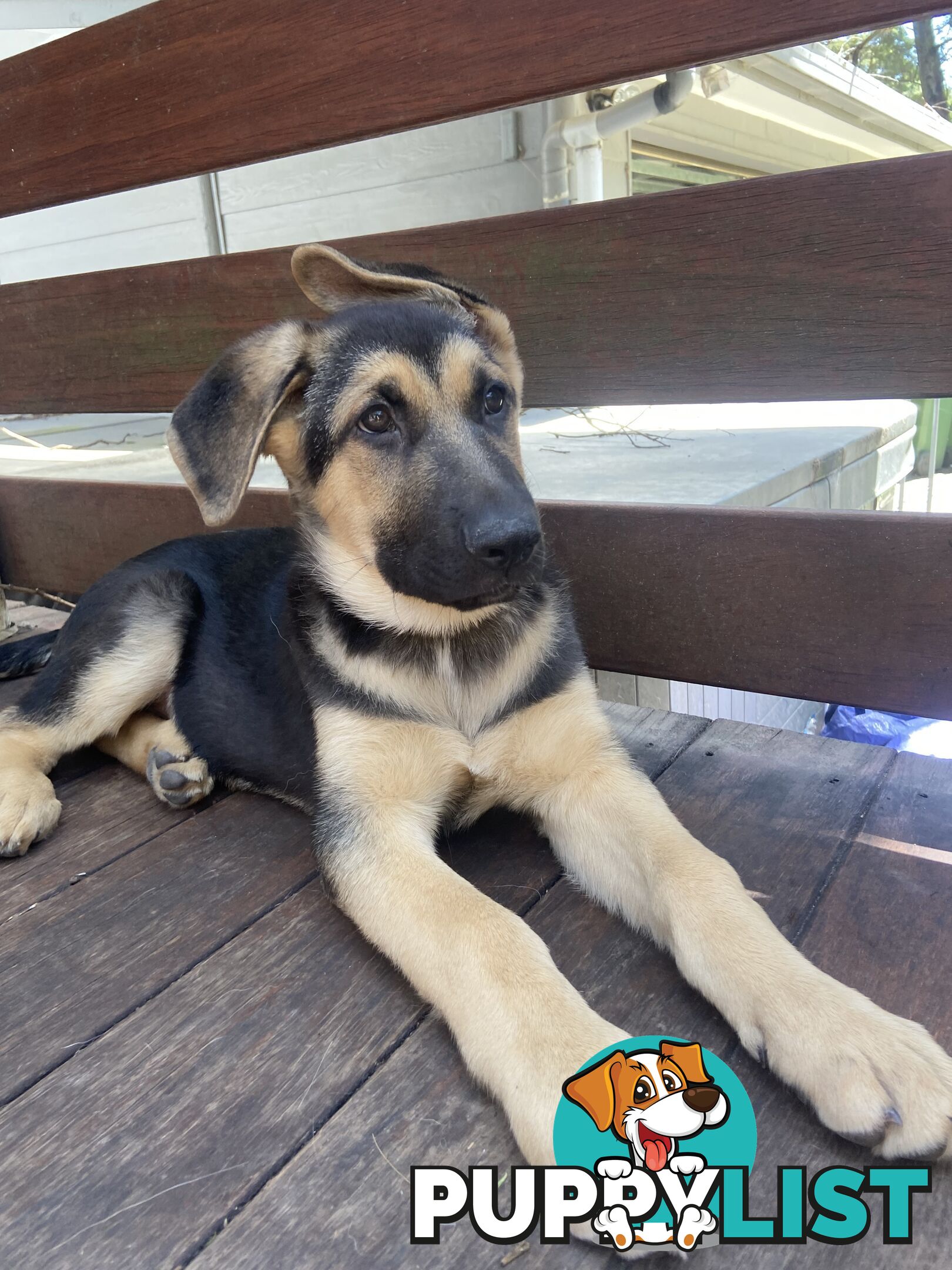 German Shepherd puppies pure bred