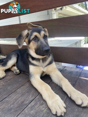 German Shepherd puppies pure bred