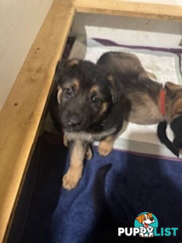 German Shepherd puppies for sale! 6 weeks old