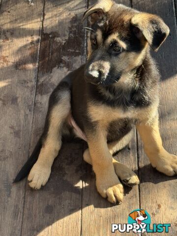 German Shepherd puppies for sale! 9 weeks old strong healthy pups great blood line