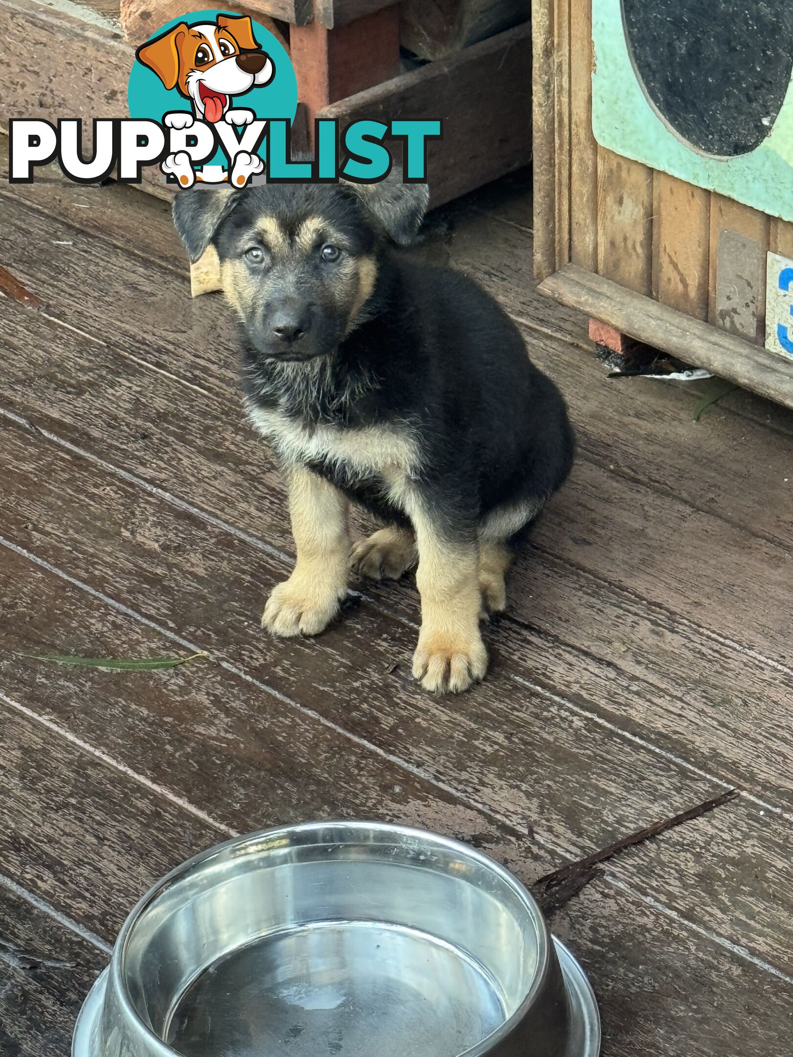 German Shepherd puppies for sale! 8 weeks old strong healthy pups great blood line