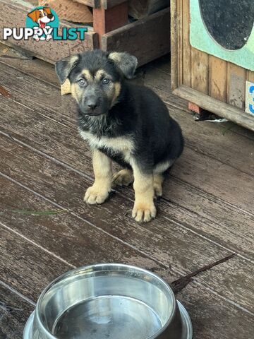 German Shepherd puppies for sale! 7 weeks old