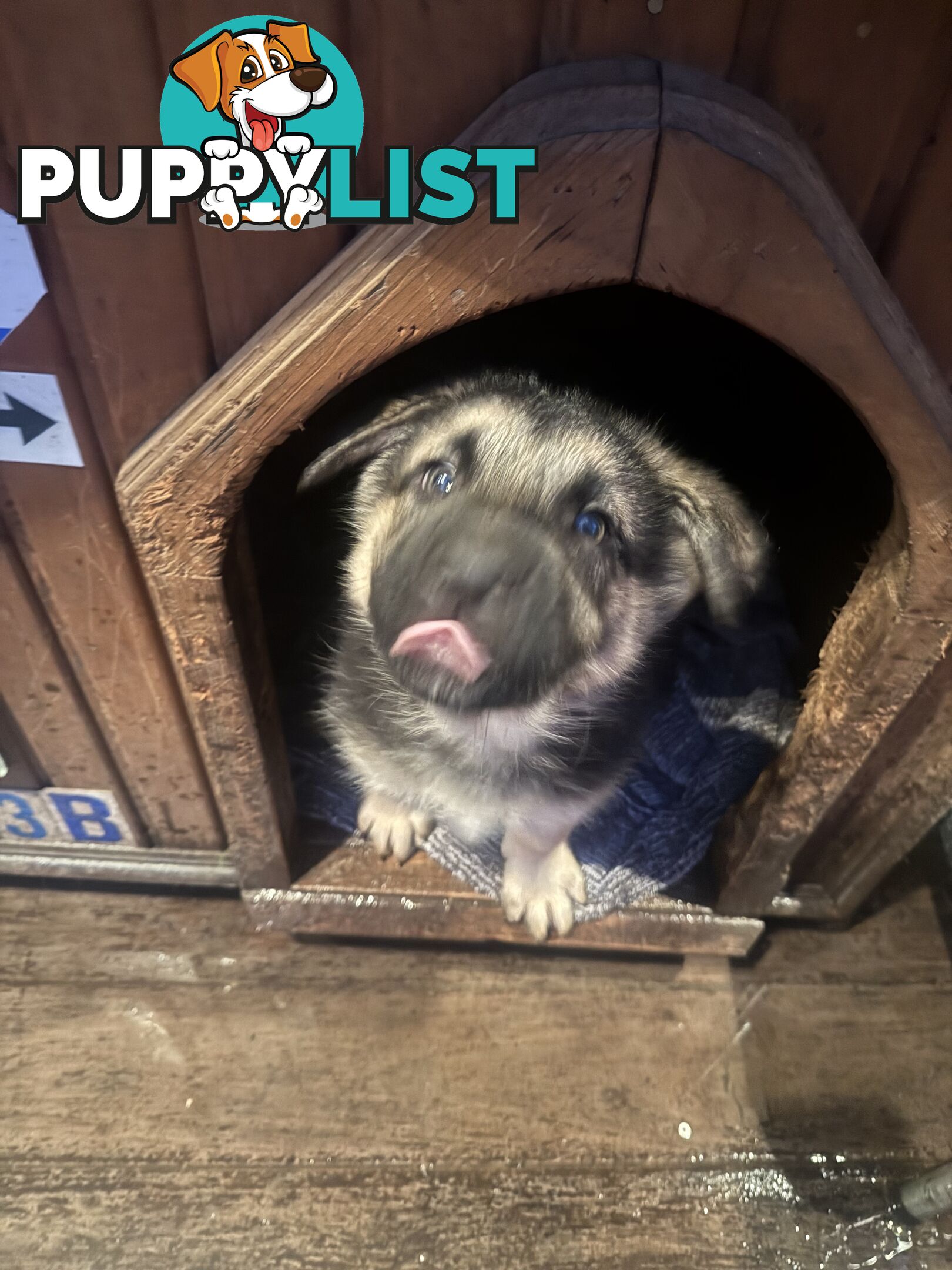 German Shepherd puppies for sale! 8 weeks old strong healthy pups great blood line