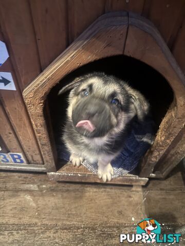 German Shepherd puppies for sale! 8 weeks old strong healthy pups great blood line