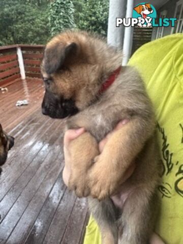 German Shepherd puppies for sale! 6 weeks old