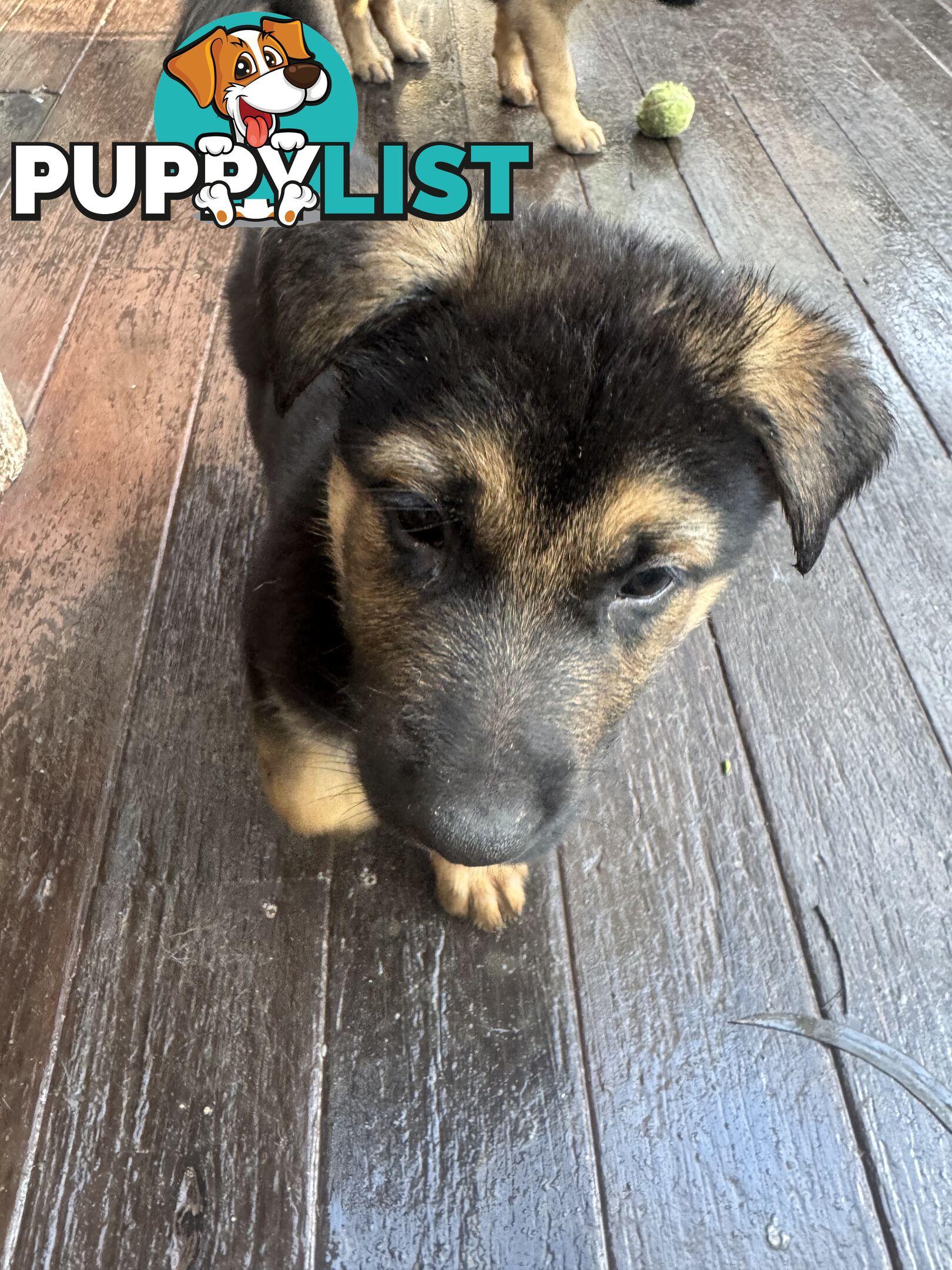 German Shepherd puppies for sale! 8 weeks old strong healthy pups great blood line