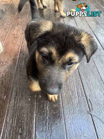 German Shepherd puppies for sale! 7 weeks old