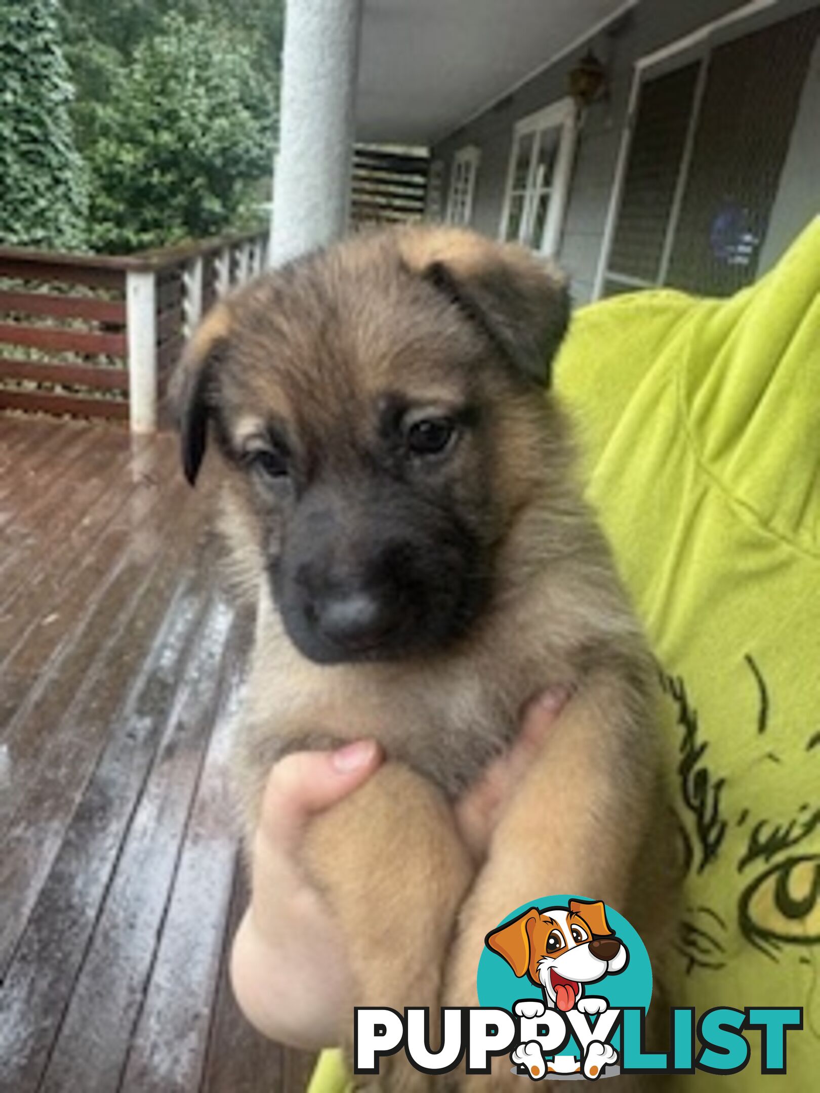 German Shepherd puppies for sale! 8 weeks old strong healthy pups great blood line