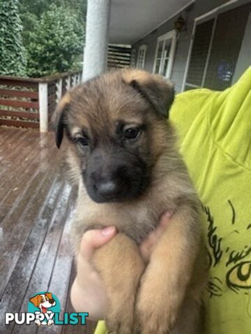 German Shepherd puppies for sale! 6 weeks old