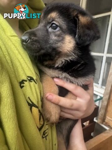 German Shepherd puppies for sale! 6 weeks old