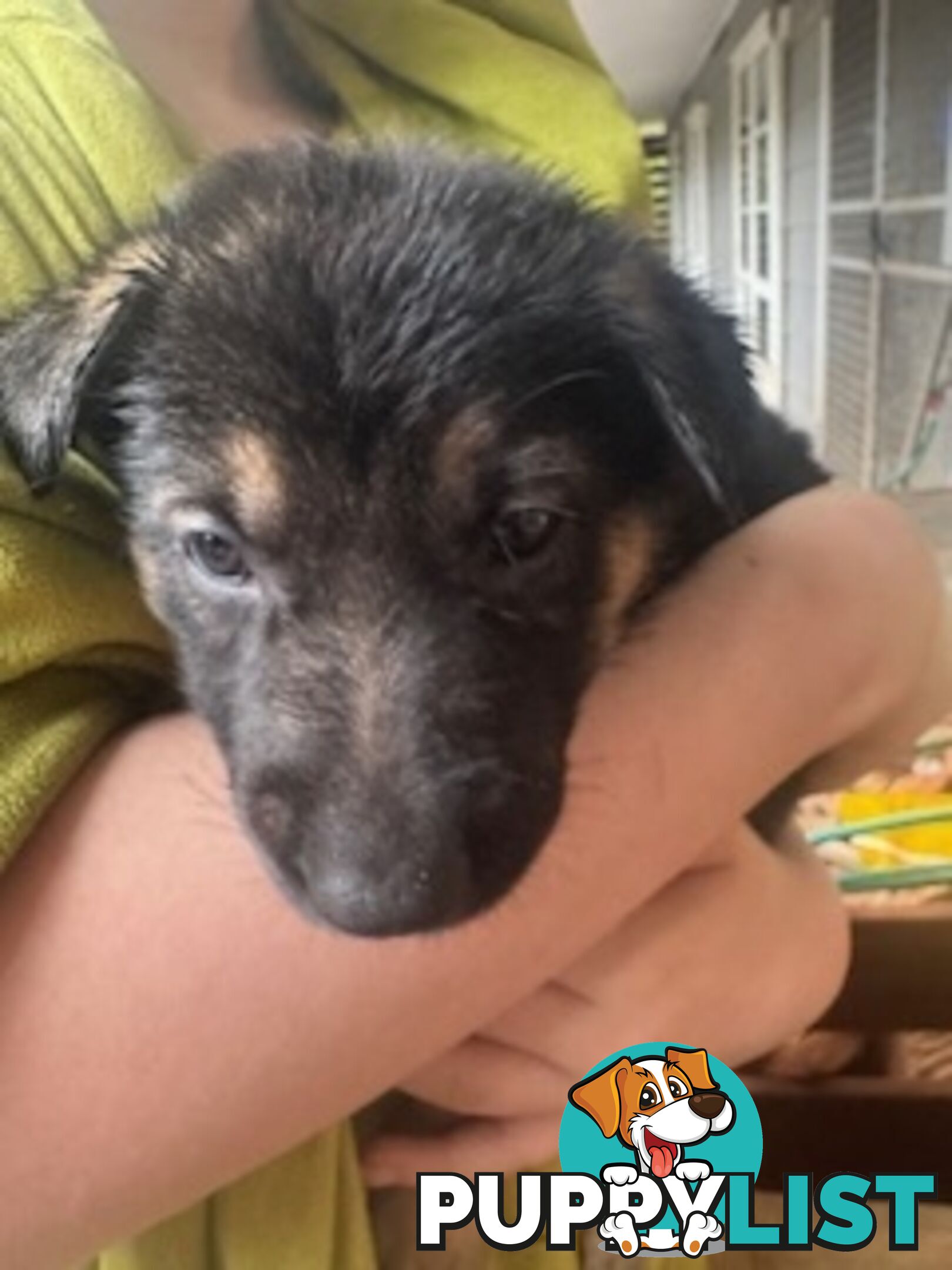 German Shepherd puppies for sale! 8 weeks old strong healthy pups great blood line