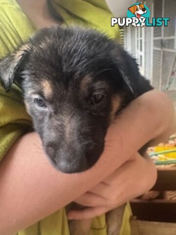 German Shepherd puppies for sale! 6 weeks old