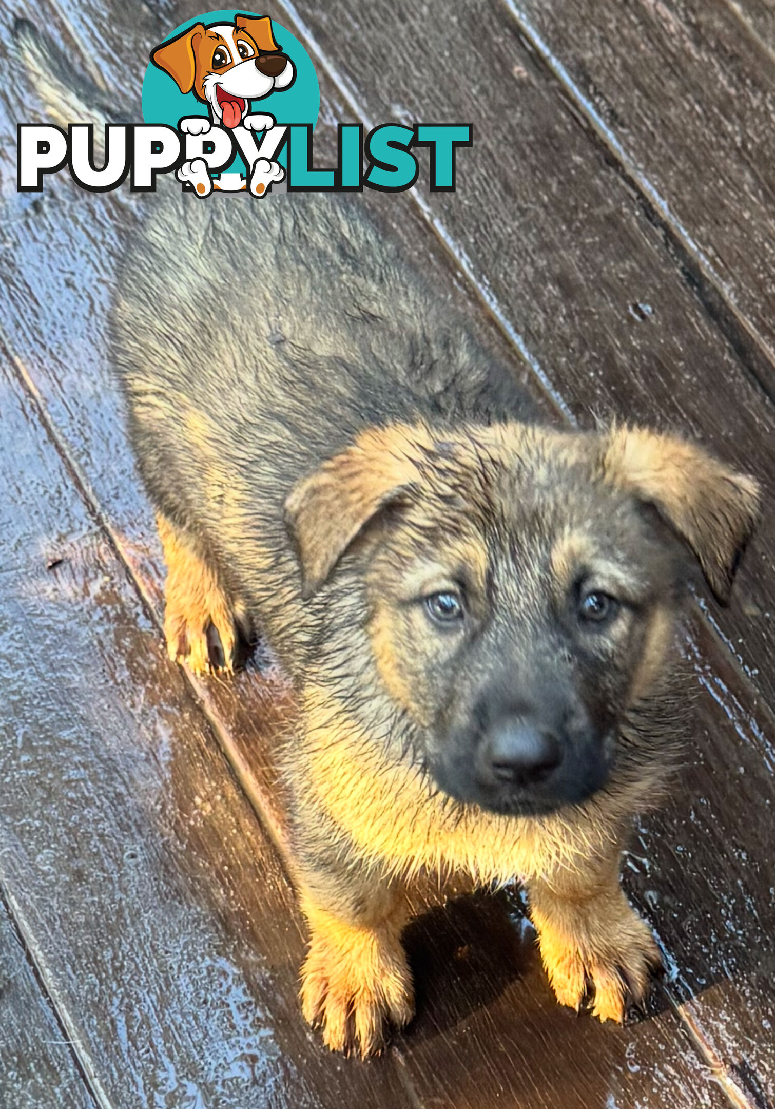 German Shepherd puppies for sale! 8 weeks old strong healthy pups great blood line