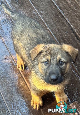 German Shepherd puppies for sale! 8 weeks old strong healthy pups great blood line