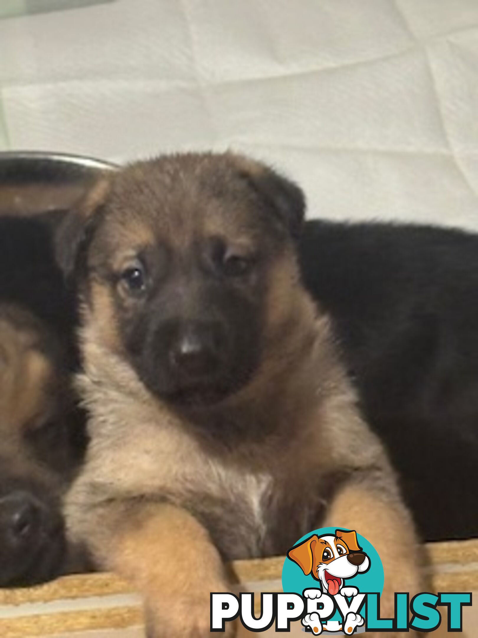 German Shepherd puppies for sale! 8 weeks old strong healthy pups great blood line