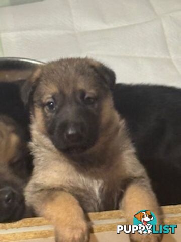 German Shepherd puppies for sale! 8 weeks old strong healthy pups great blood line