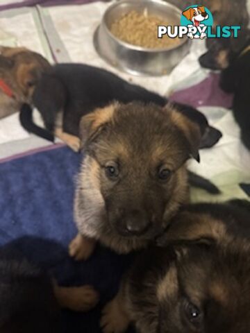 German Shepherd puppies for sale! 6 weeks old