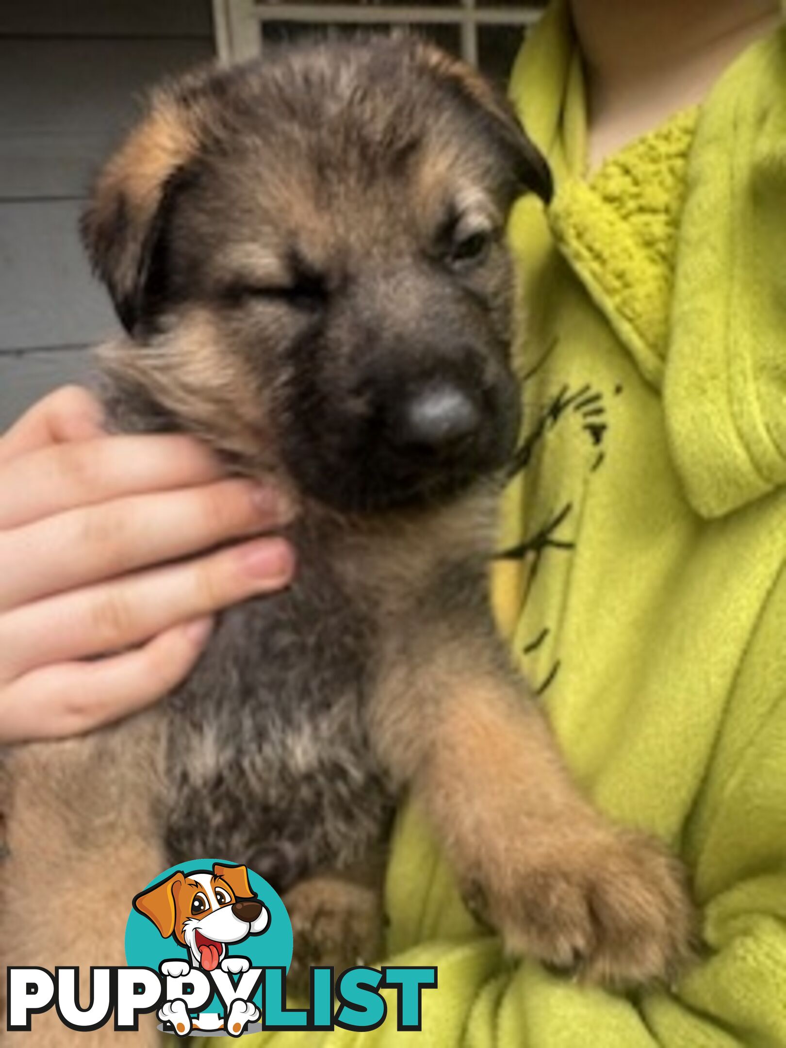 German Shepherd puppies for sale! 8 weeks old strong healthy pups great blood line