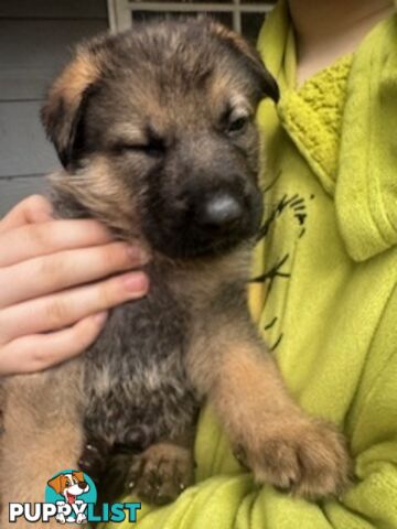 German Shepherd puppies for sale! 8 weeks old strong healthy pups great blood line
