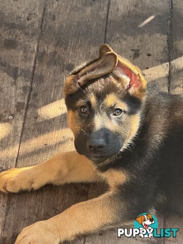 German Shepherd puppies for sale! 9 weeks old strong healthy pups great blood line