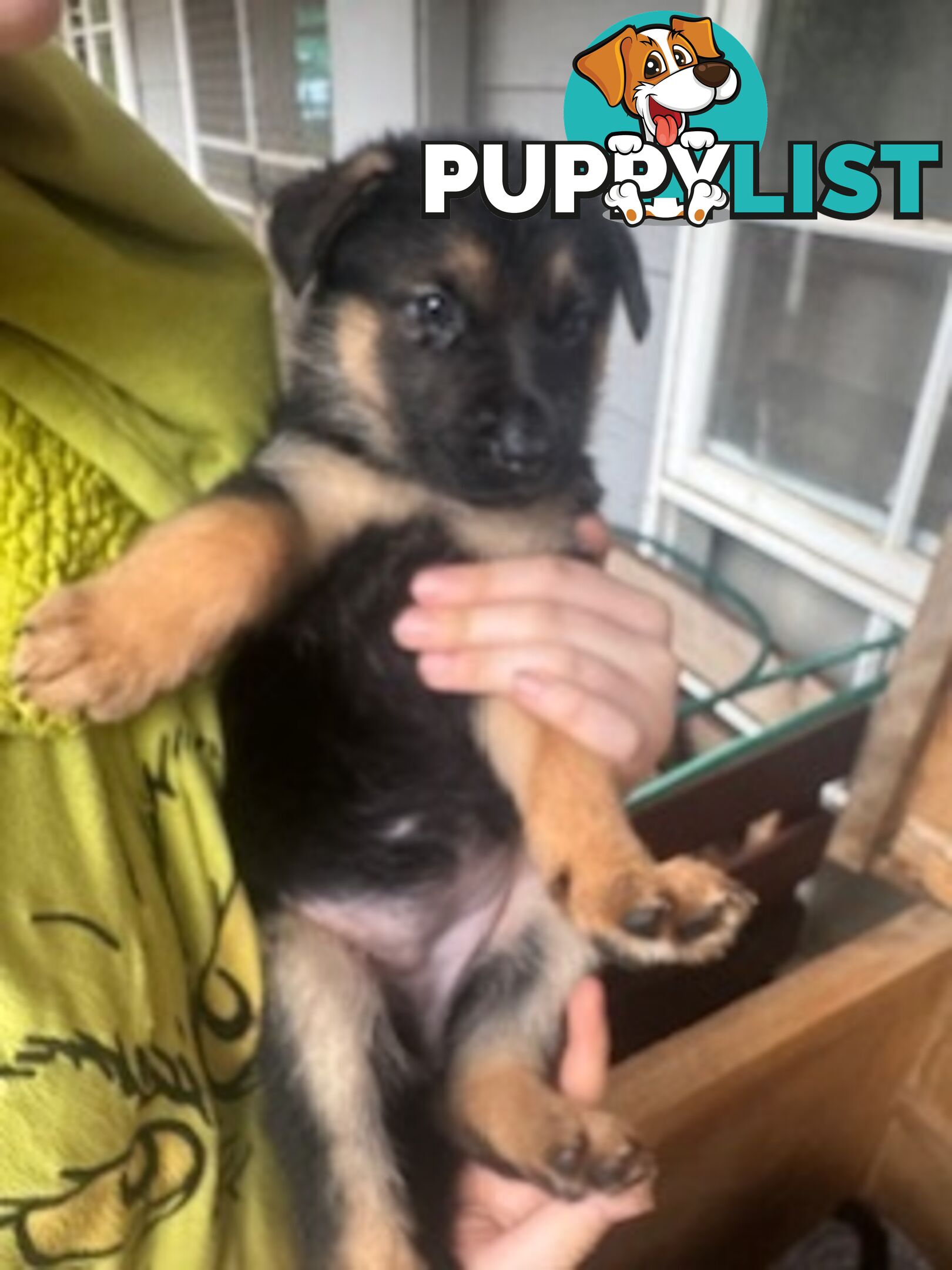 German Shepherd puppies for sale! 8 weeks old strong healthy pups great blood line
