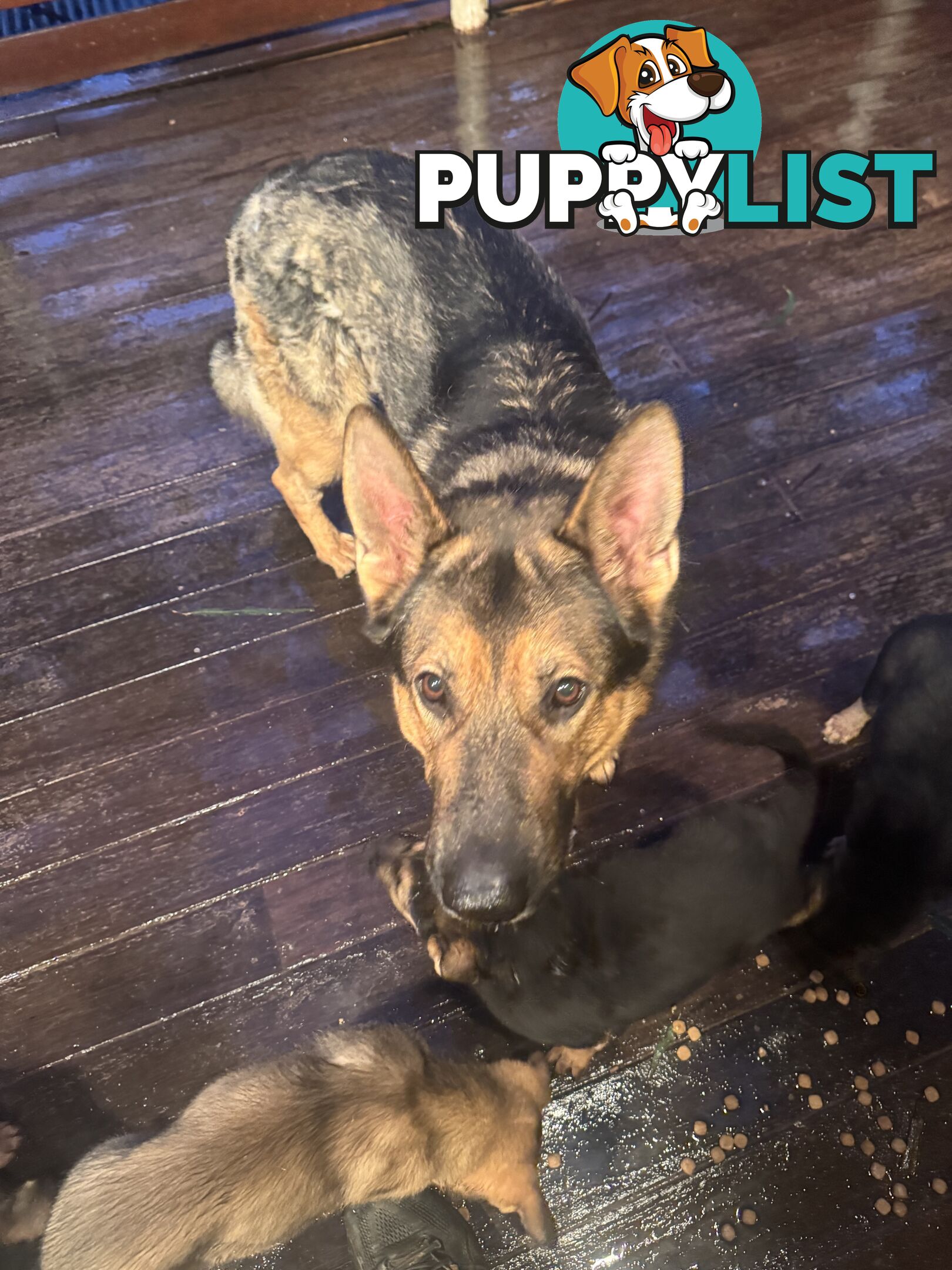 German Shepherd puppies for sale! 8 weeks old strong healthy pups great blood line