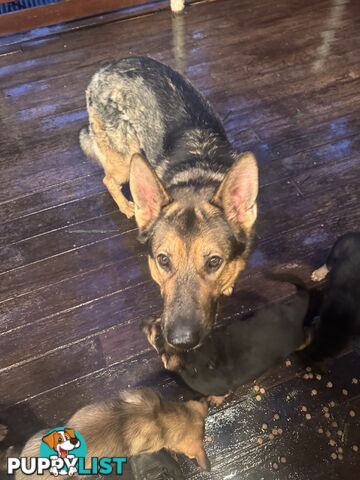German Shepherd puppies for sale! 8 weeks old strong healthy pups great blood line