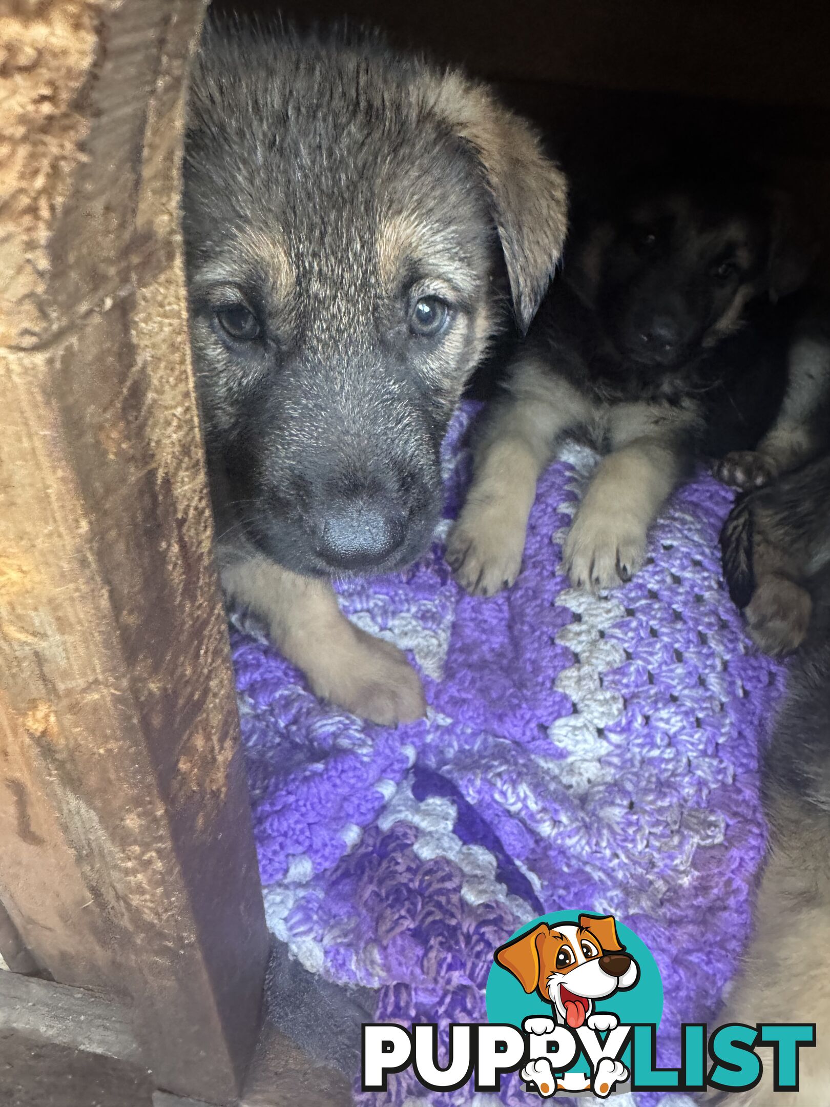 German Shepherd puppies for sale! 8 weeks old strong healthy pups great blood line