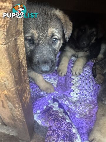 German Shepherd puppies for sale! 7 weeks old