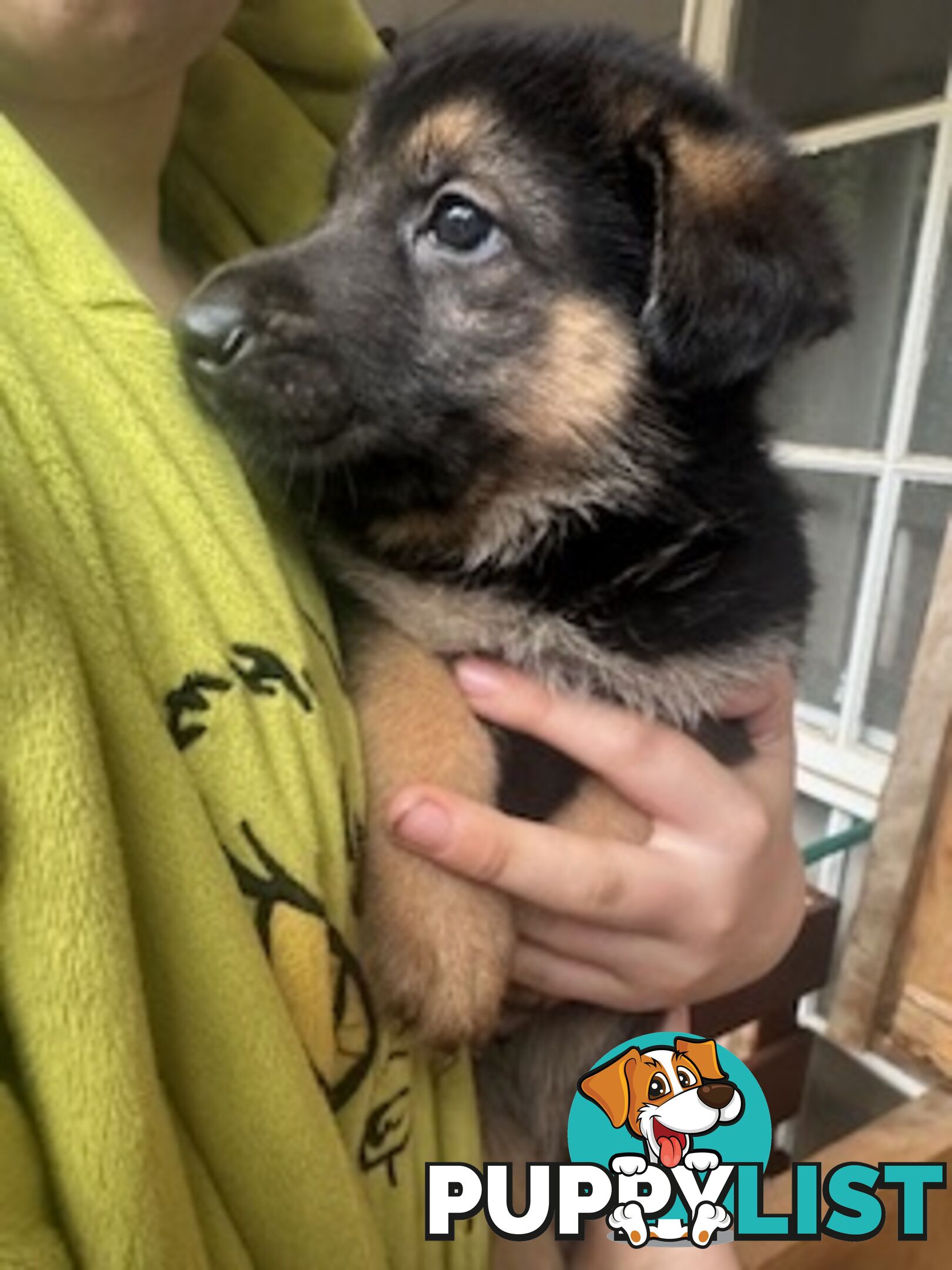 German Shepherd puppies for sale! 8 weeks old strong healthy pups great blood line