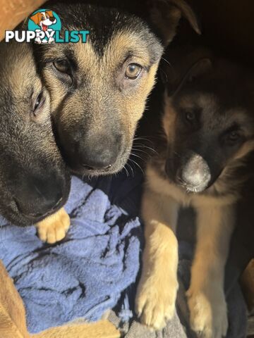 German Shepherd puppies for sale! 9 weeks old strong healthy pups great blood line
