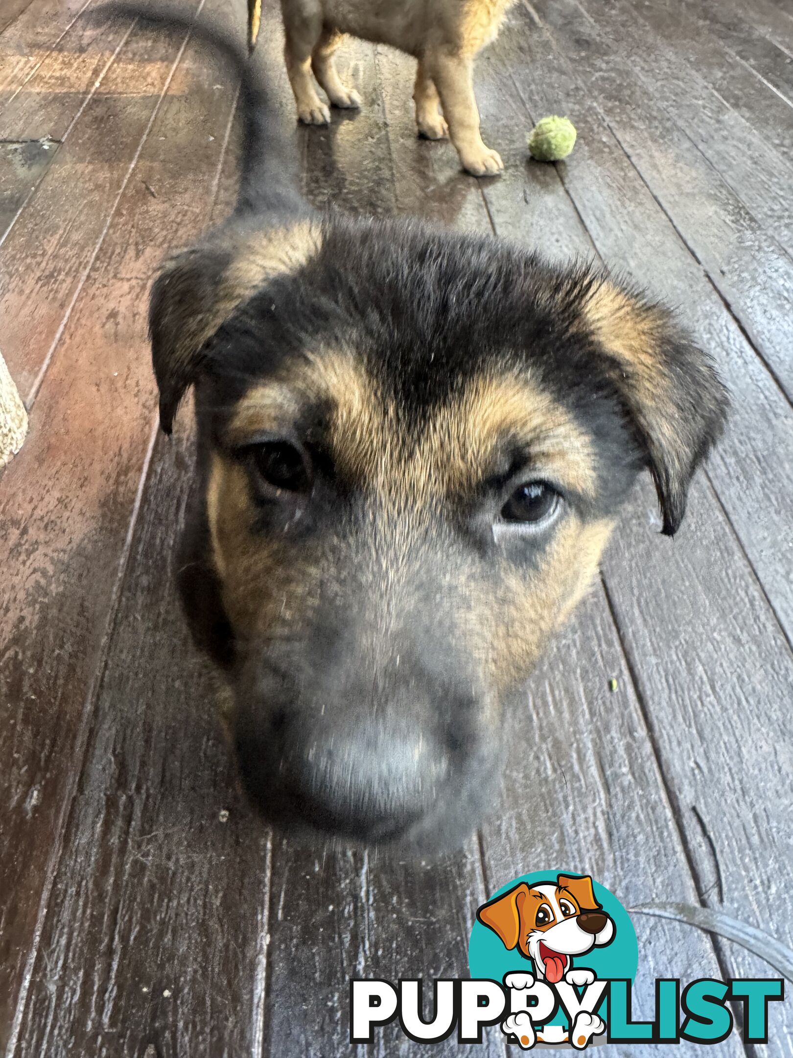 German Shepherd puppies for sale! 8 weeks old strong healthy pups great blood line