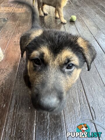 German Shepherd puppies for sale! 7 weeks old