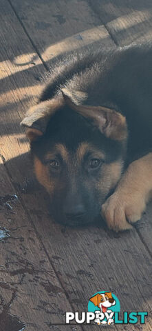 German Shepherd puppies for sale! 9 weeks old strong healthy pups great blood line