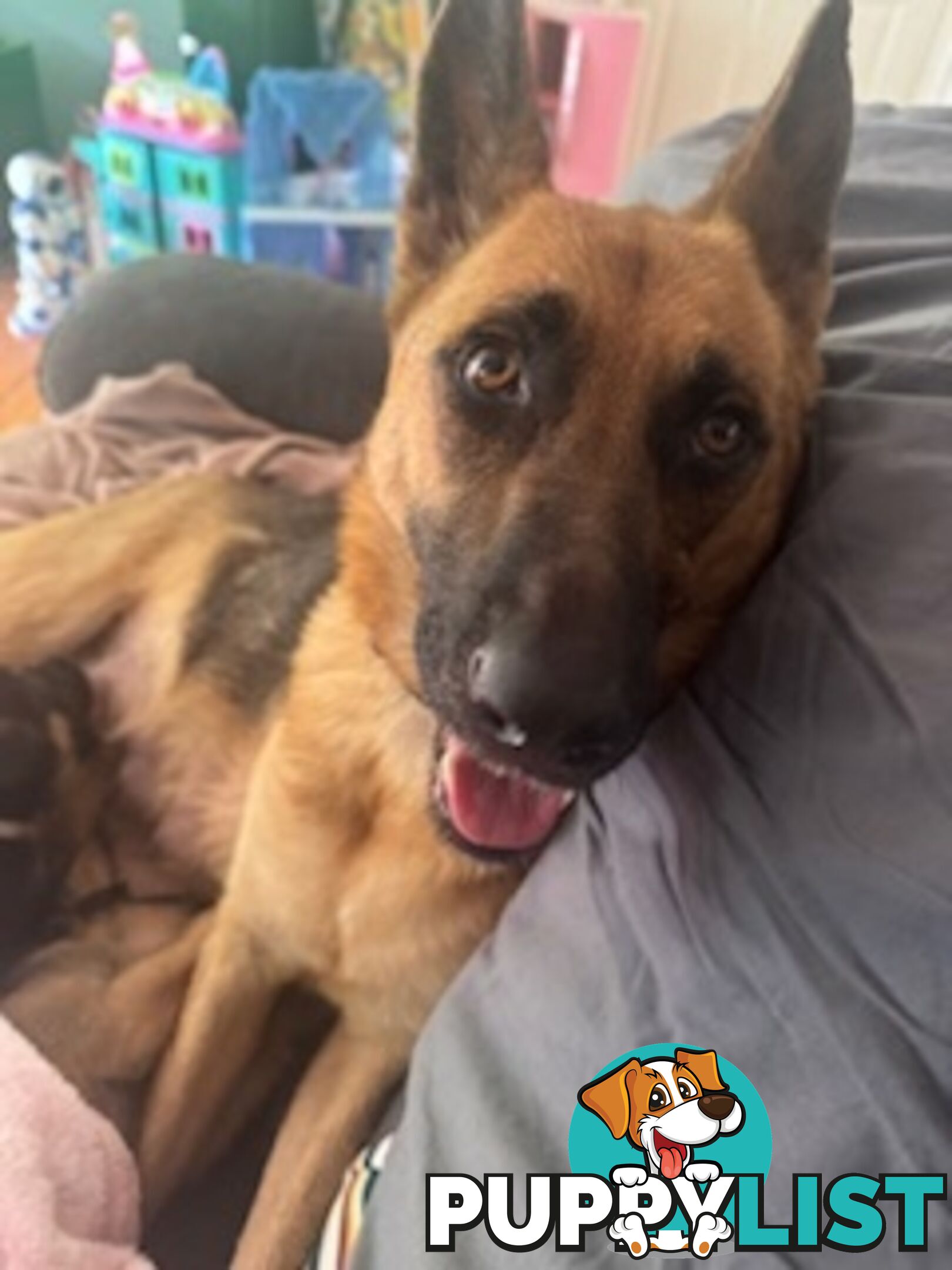 German Shepherd puppies for sale! 8 weeks old strong healthy pups great blood line
